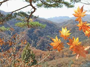 澳門六開彩全年免費正版資料,澳門六開彩全年免費正版資料，揭露背后的真相與風險警示