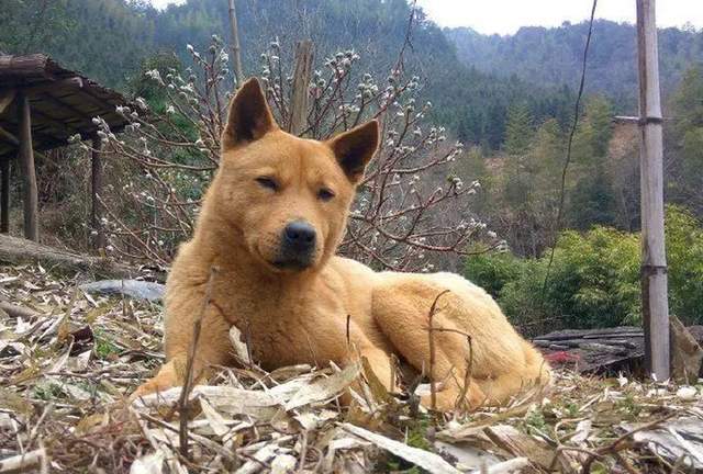 揭陽土狗最新買賣背后的犯罪問題