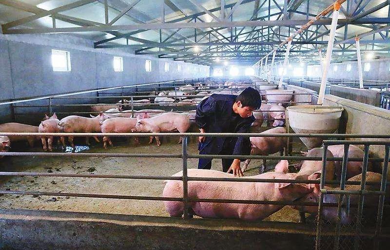 最新豬妹，科技農業的新寵與未來趨勢