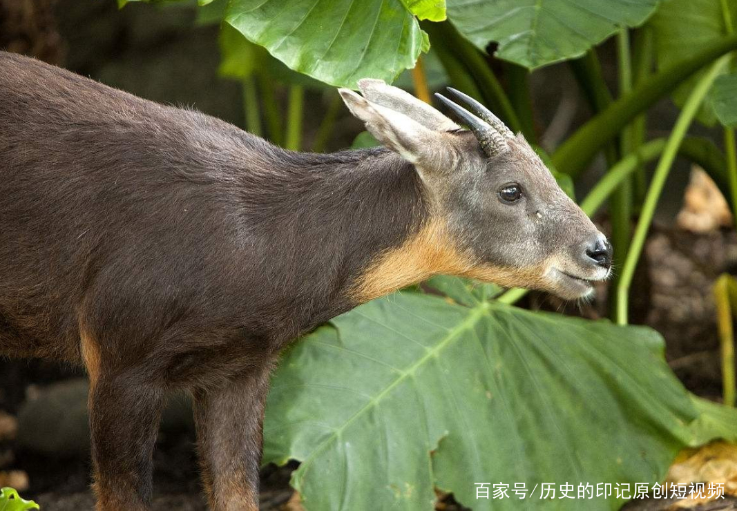 四不像今晚必中一肖——探尋神秘生肖的魅力與預測背后的邏輯
