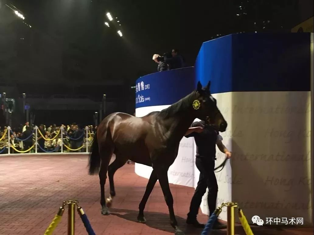 香港馬資料更新最快的,香港馬資料更新最快的來源與運用