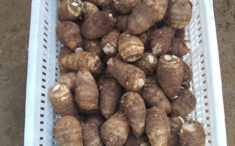 安丘芋頭最新價格,安丘芋頭最新價格動態及相關市場分析