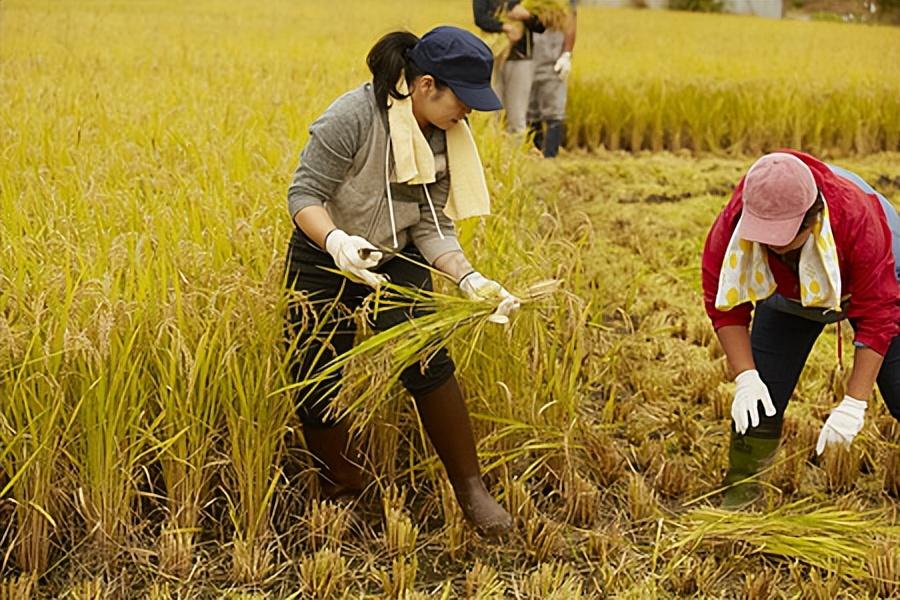大豆價格補貼最新消息,大豆價格補貼最新消息及其影響分析