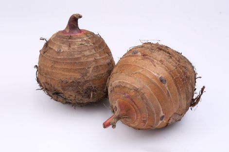 火舞鳳靈 第12頁