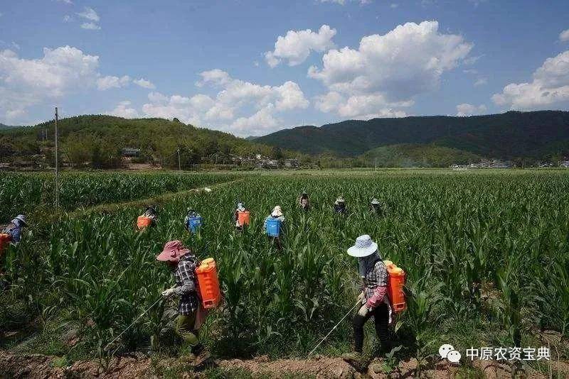 最新包谷種,最新包谷種，農業革新的重要里程碑