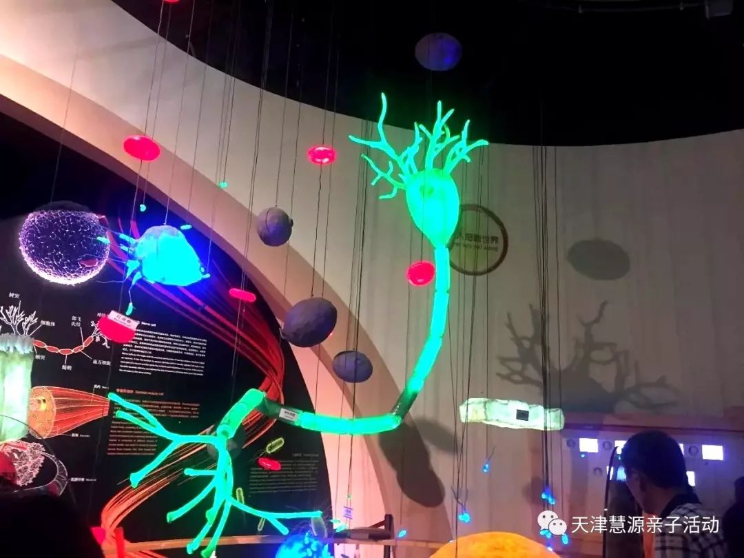 野狐最新,野狐最新動態，探索未知，引領潮流