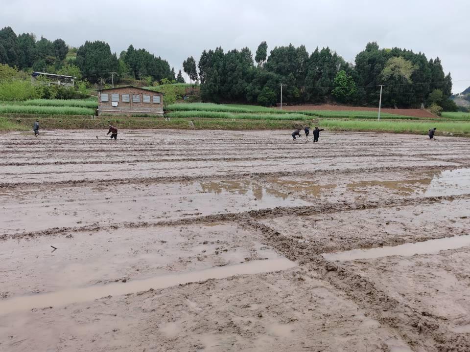 最新糧食的,最新糧食的變革與挑戰，全球糧食安全的新視角