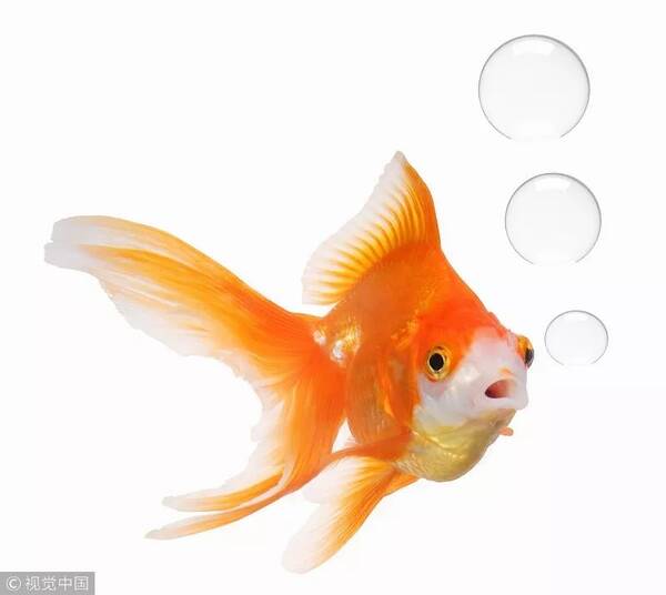 最新金魚法,最新金魚法，探索其應用與影響