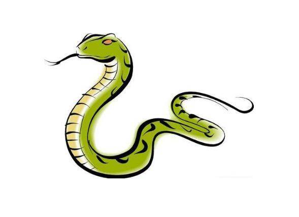 最新蛇災(zāi),最新蛇災(zāi)，生態(tài)失衡下的嚴(yán)峻挑戰(zhàn)