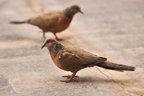 最新斑鳩圖片,最新斑鳩圖片，自然之美的獨特展現