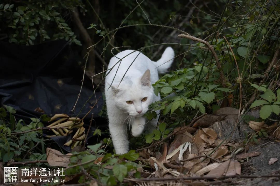 草貓最新,草貓最新動態，探索與創新的步伐從未停歇
