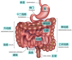 解剖最新結(jié)果,最新解剖結(jié)果揭示，探索人體奧秘的新篇章