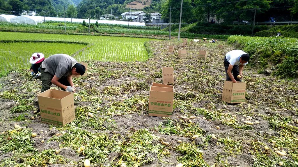 金豆豆最新,金豆豆最新動態，引領時代潮流，展現獨特魅力
