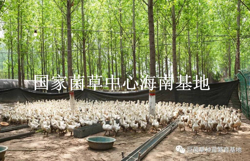 南充網約車最新消息,南充網約車最新消息，行業變革與發展趨勢
