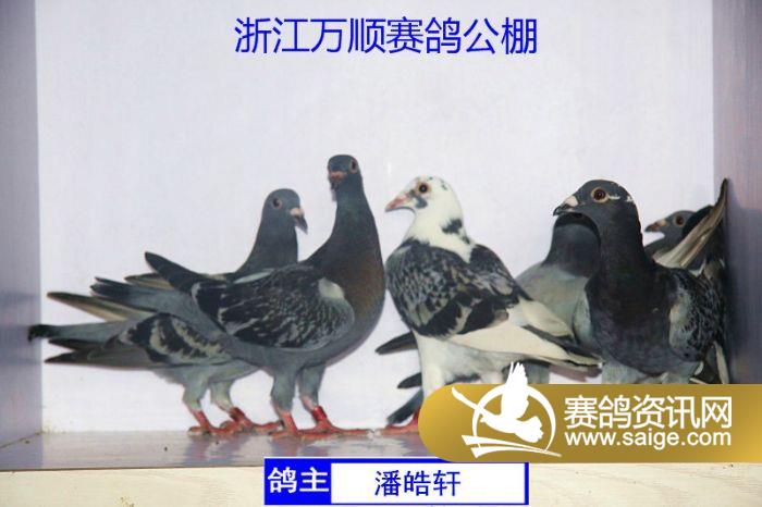 浙江萬順公棚最新公告,浙江萬順公棚最新公告詳解
