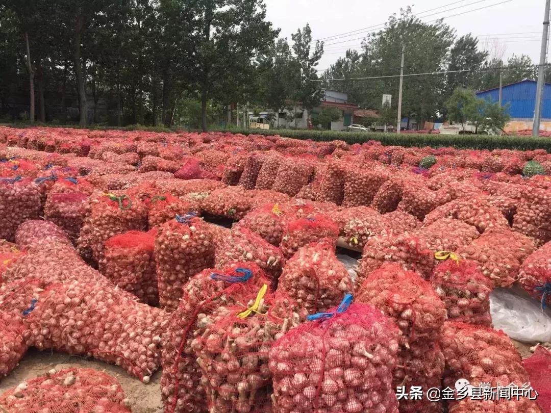山東金鄉大祘最新價格行情,山東金鄉大蒜最新價格行情分析