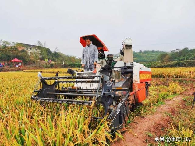 最新款水稻收割機圖片,最新款水稻收割機，科技助力農業革新