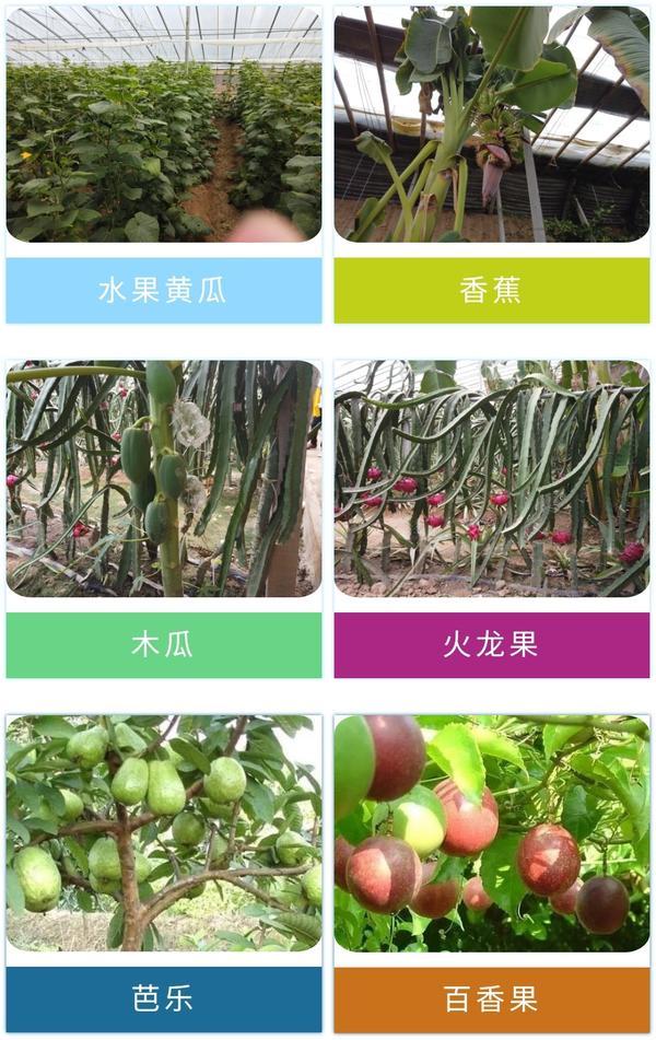臺灣最新品種火龍果,臺灣最新品種火龍果，熱帶風(fēng)味的獨特魅力與種植技術(shù)探索