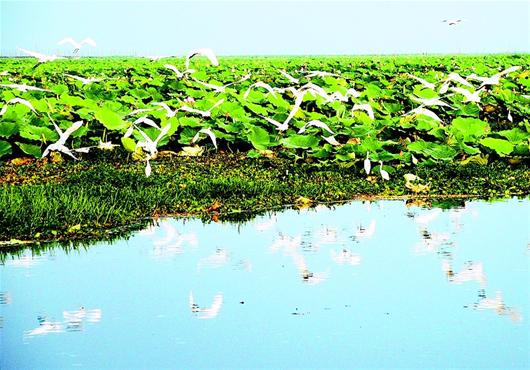 湖北龍感湖最新消息,湖北龍感湖最新消息，生態(tài)修復(fù)與保護的新篇章