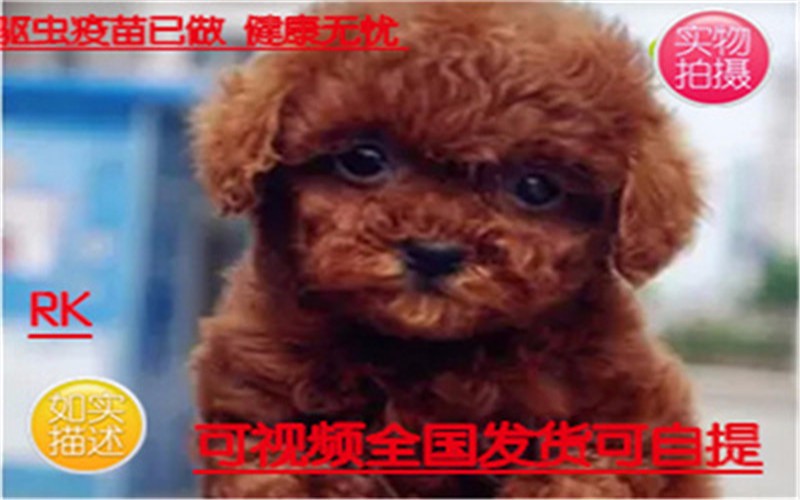 免費領(lǐng)養(yǎng)泰迪最新消息,免費領(lǐng)養(yǎng)泰迪最新消息——尋找幸福的寵物之旅