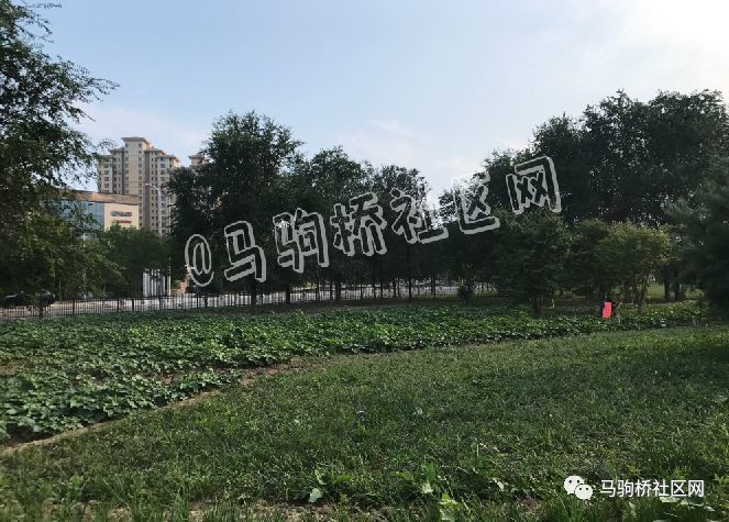 馬坊蜜碼空間最新情況,馬坊蜜碼空間最新情況探索