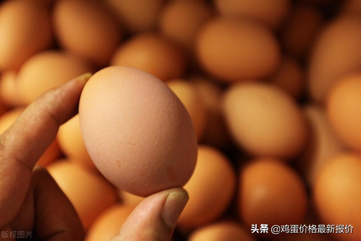 黑龍江省雞蛋最新價(jià)格,黑龍江省雞蛋最新價(jià)格動(dòng)態(tài)分析