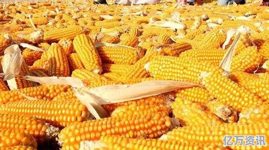 山東菏澤玉米最新價格,山東菏澤玉米最新價格動態分析