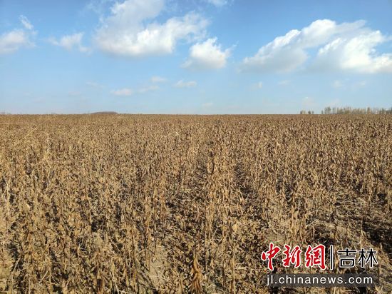 敦化招聘網最新招聘,敦化招聘網最新招聘動態，職業發展的黃金機會與求職者的福音
