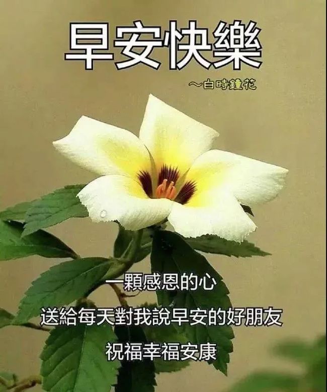 最新溫馨早安心語,最新溫馨早安心語，開啟美好一天的溫馨問候