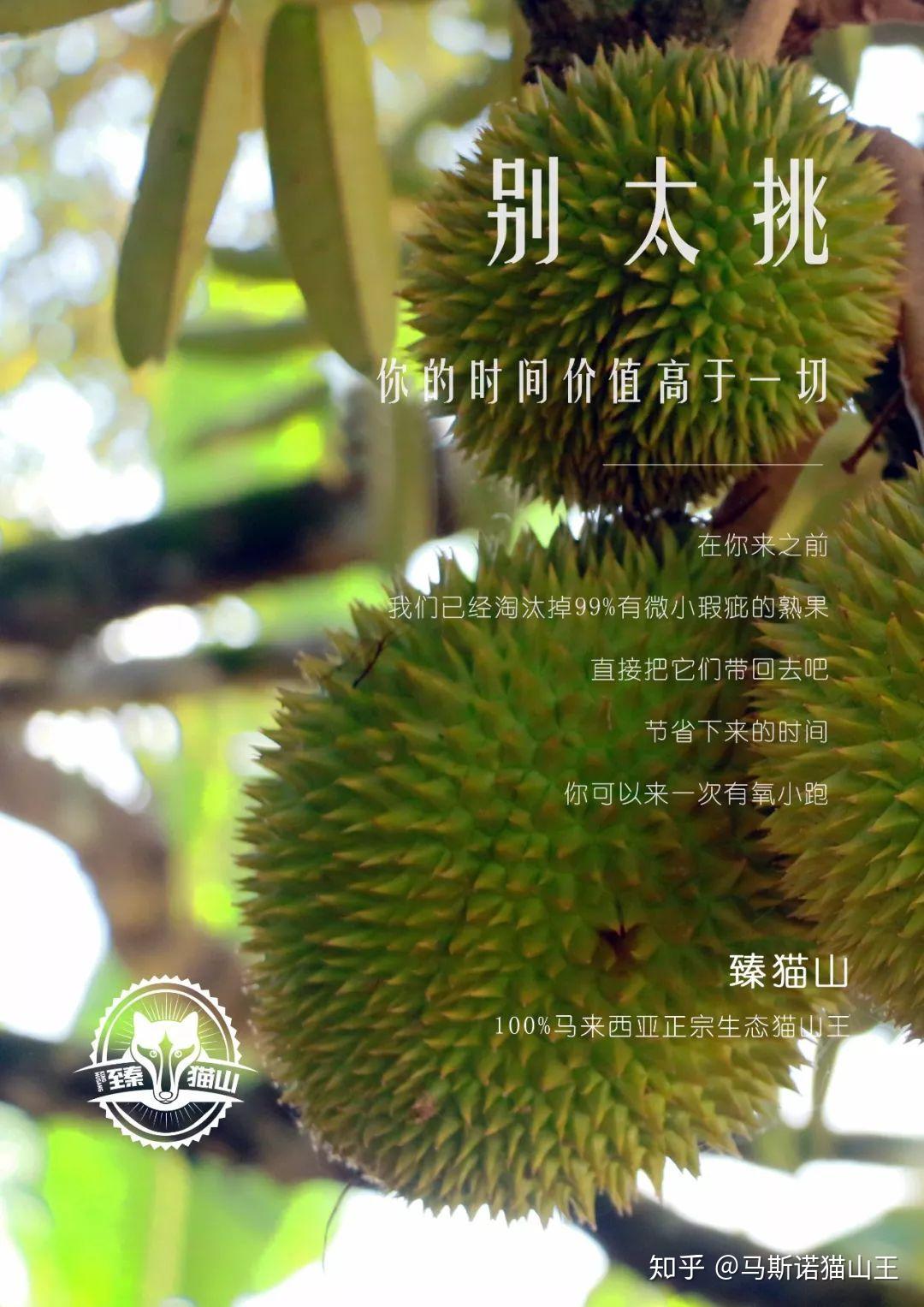 艸榴最新,艸榴最新，探索前沿，領略獨特魅力